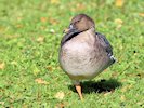 Bean Goose (WWT Slimbridge October 2017) - pic by Nigel Key